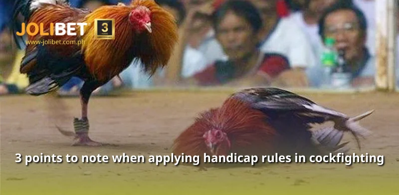 3 points to note when applying handicap rules in cockfighting