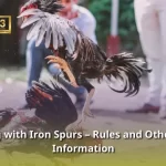 Cockfighting with Iron Spurs