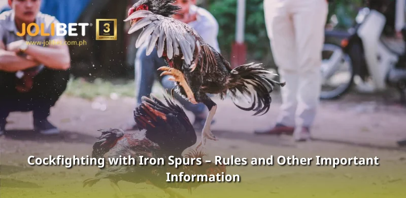 Cockfighting with Iron Spurs