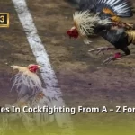 Handicap Rules In Cockfighting