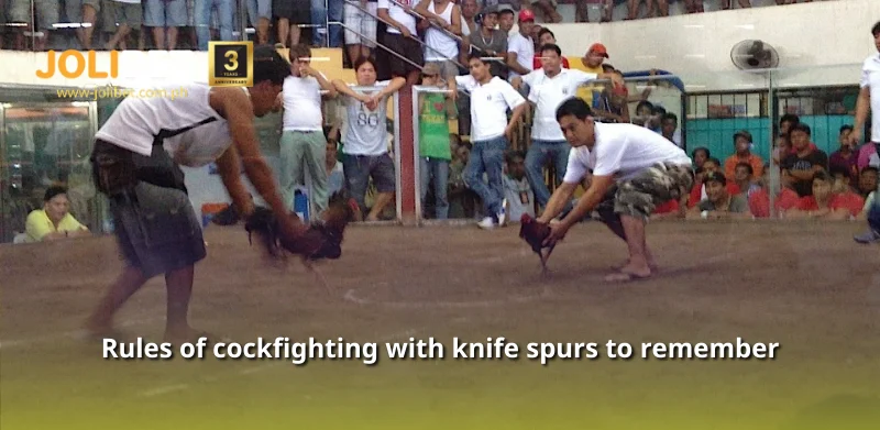 Rules of cockfighting with knife spurs to remember