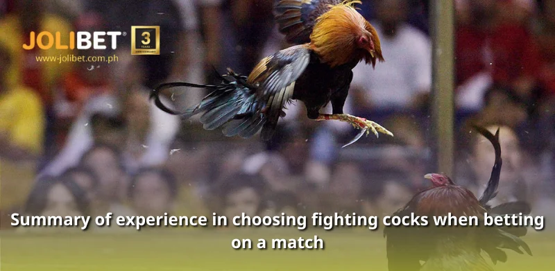 Summary of experience in choosing fighting cocks when betting on a match