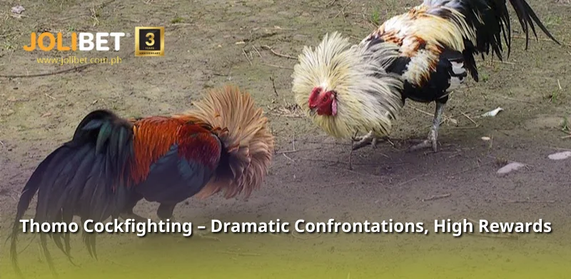 Thomo Cockfighting