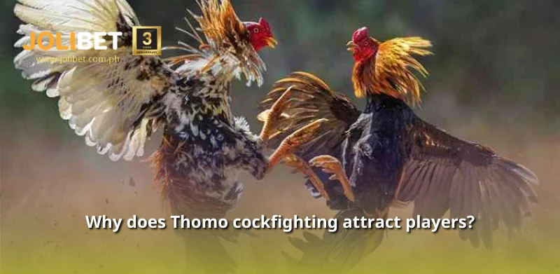 Why does Thomo Cockfighting attract so many players