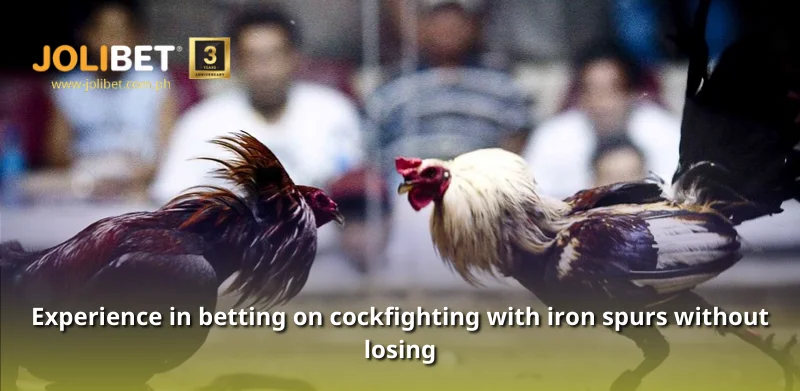 Experience in betting on cockfighting with iron spurs without losing