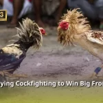 Experience Playing Cockfighting