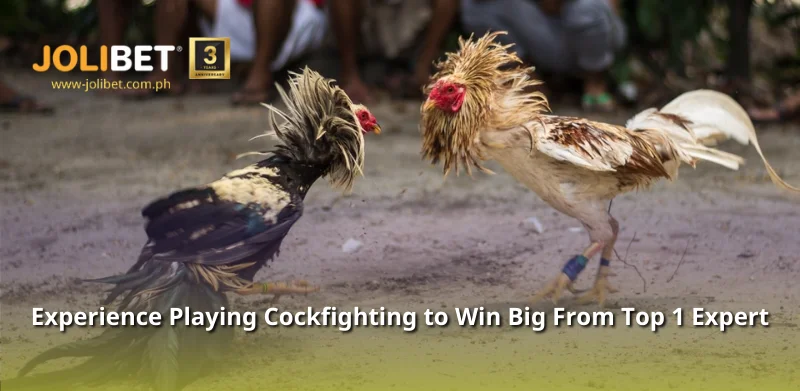 Experience Playing Cockfighting