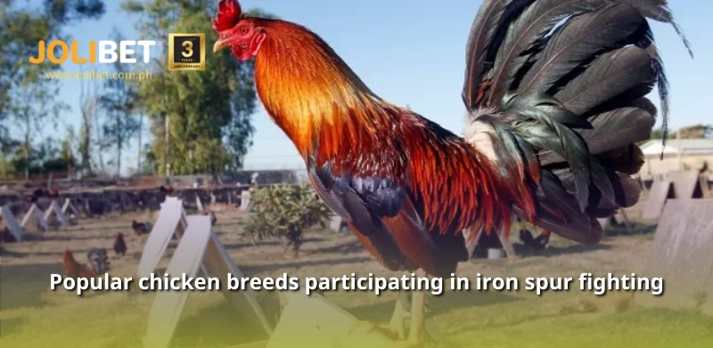 Popular chicken breeds participating in iron spur fighting